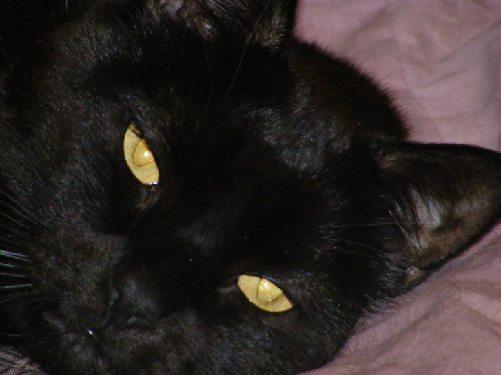 Picture of a cat / kitten / feline