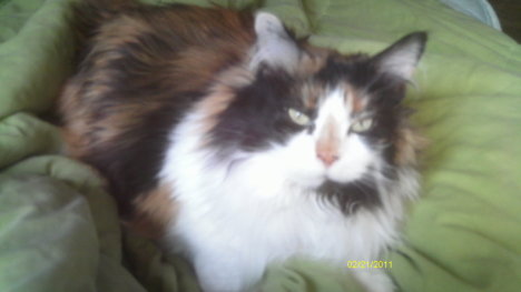 Picture of a cat / kitten / feline