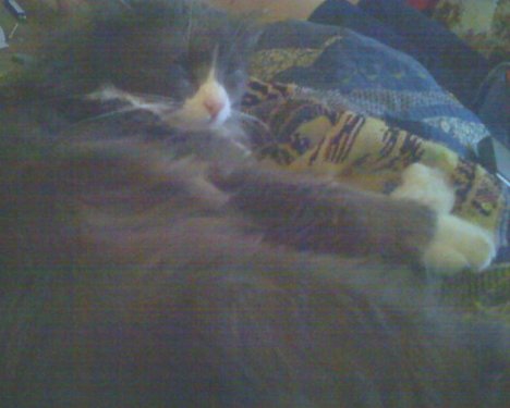 Picture of a cat / kitten / feline