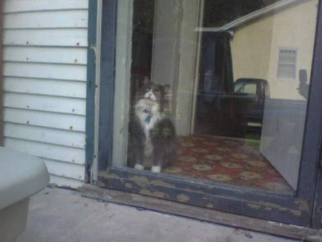 Picture of a cat / kitten / feline