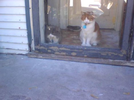 Picture of a cat / kitten / feline