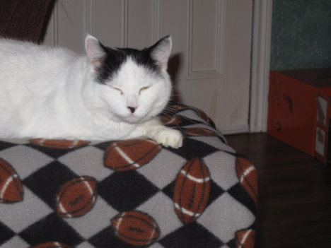 Picture of a cat / kitten / feline