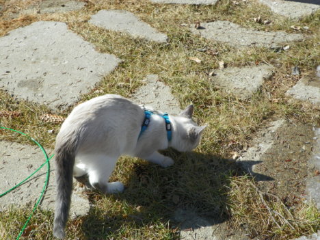 Picture of a cat / kitten / feline