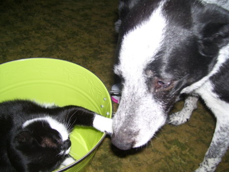 Picture of a cat / kitten / feline