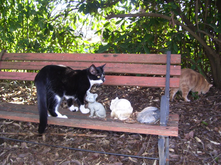 Picture of a cat / kitten / feline