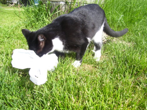 Picture of a cat / kitten / feline