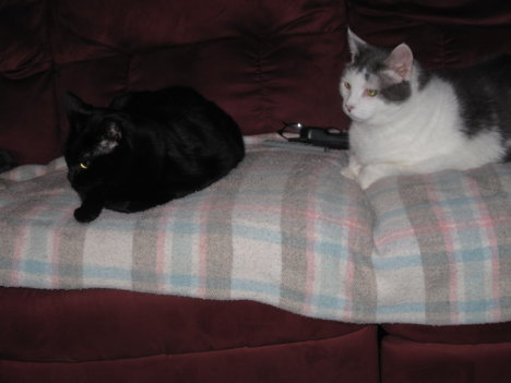 Picture of a cat / kitten / feline