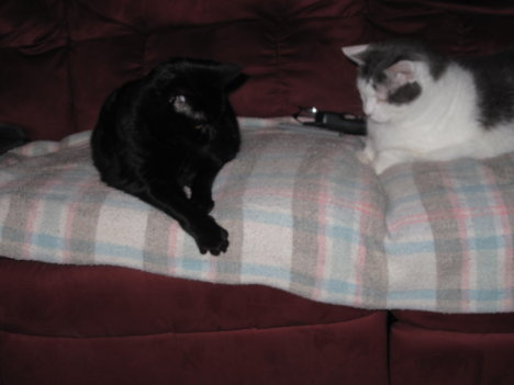 Picture of a cat / kitten / feline