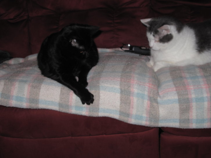 Picture of a cat / kitten / feline