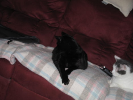 Picture of a cat / kitten / feline