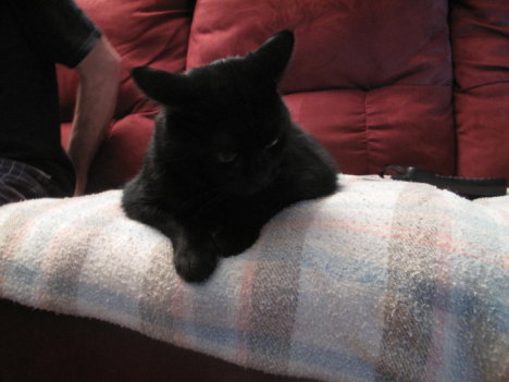 Picture of a cat / kitten / feline