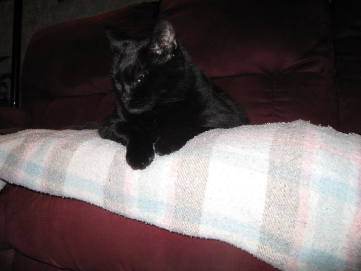 Picture of a cat / kitten / feline