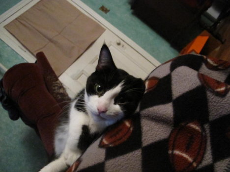 Picture of a cat / kitten / feline