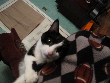 Picture of a cat / kitten / feline