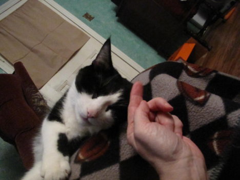 Picture of a cat / kitten / feline