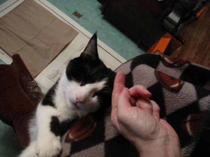 Picture of a cat / kitten / feline