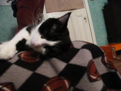 Picture of a cat / kitten / feline