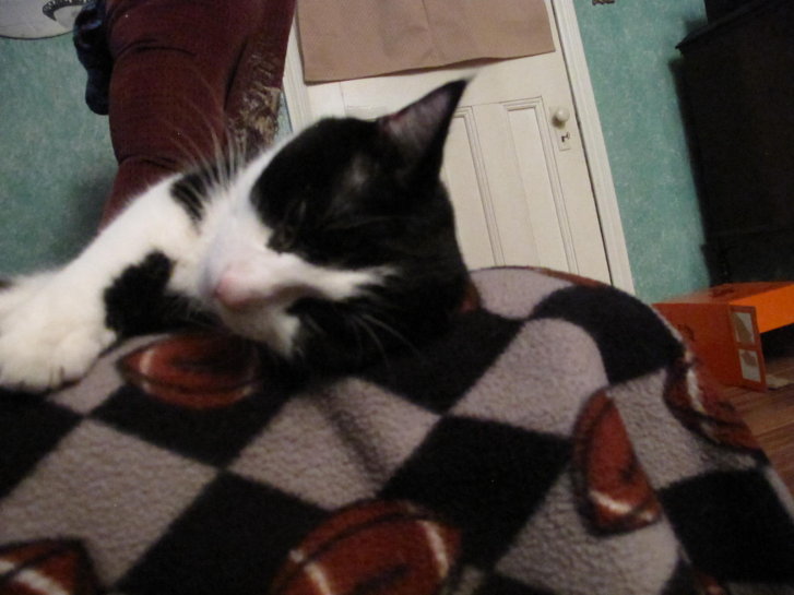 Picture of a cat / kitten / feline