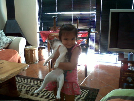 Picture of a cat / kitten / feline