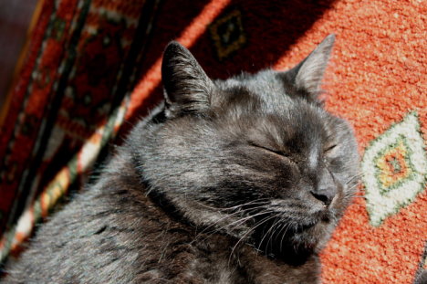 Picture of a cat / kitten / feline