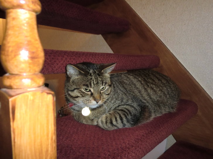 Picture of a cat / kitten / feline