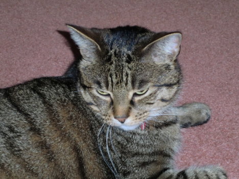 Picture of a cat / kitten / feline