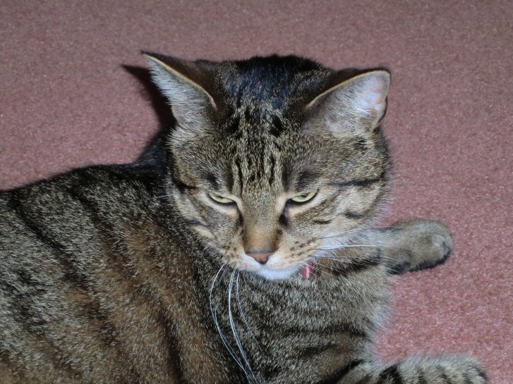 Picture of a cat / kitten / feline