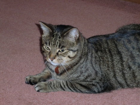 Picture of a cat / kitten / feline