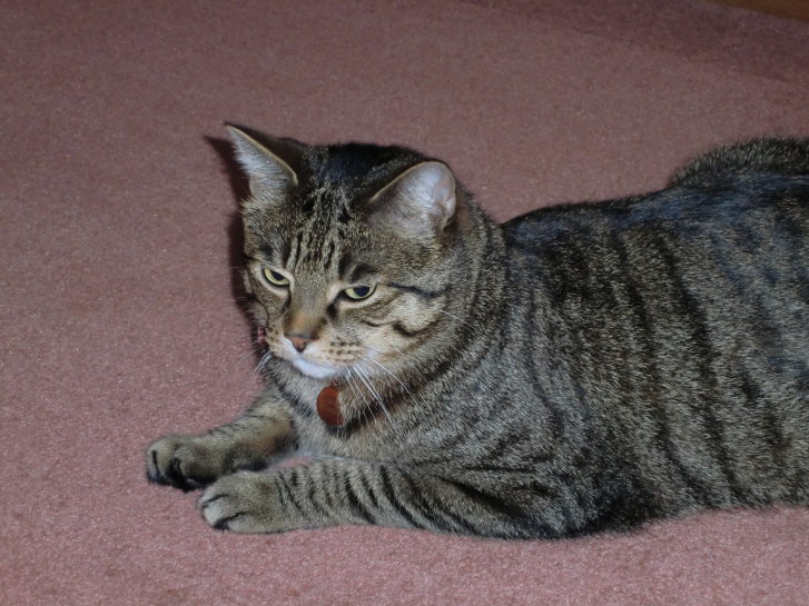 Picture of a cat / kitten / feline