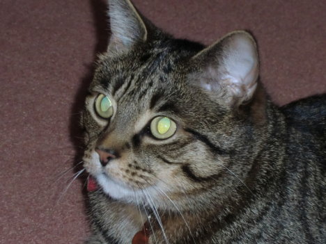 Picture of a cat / kitten / feline