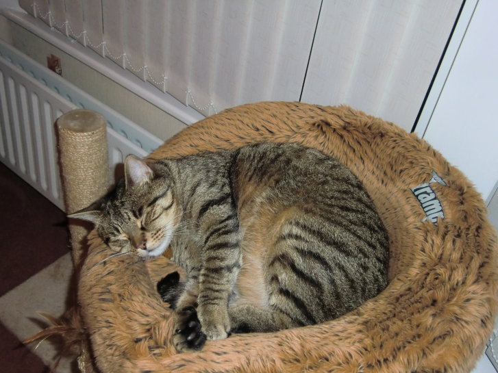 Picture of a cat / kitten / feline