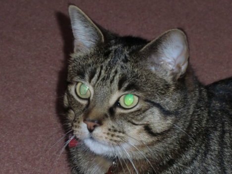 Picture of a cat / kitten / feline