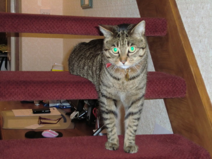 Picture of a cat / kitten / feline