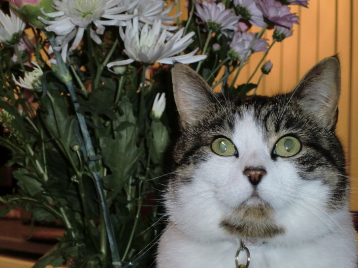 Picture of a cat / kitten / feline