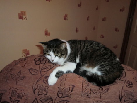 Picture of a cat / kitten / feline