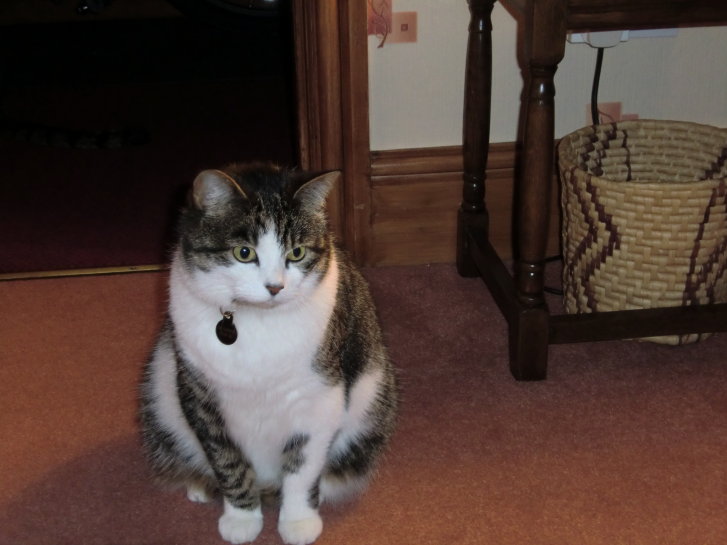 Picture of a cat / kitten / feline