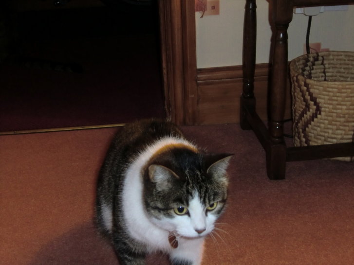 Picture of a cat / kitten / feline