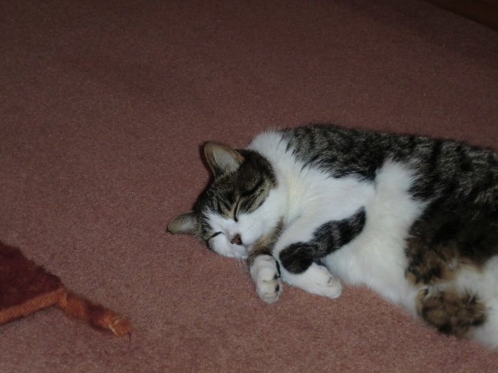 Picture of a cat / kitten / feline