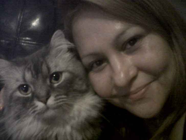 Picture of a cat / kitten / feline