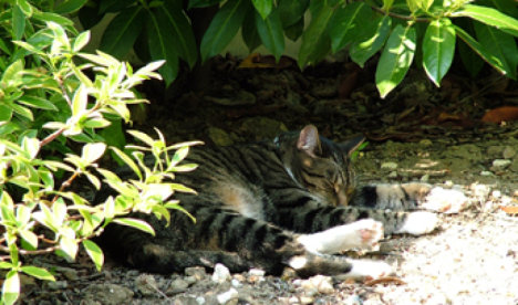 Picture of a cat / kitten / feline