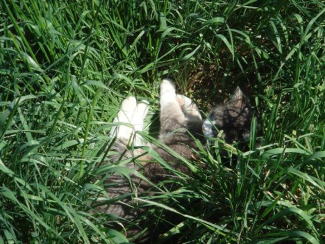 Picture of a cat / kitten / feline