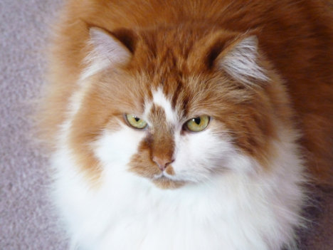 Picture of a cat / kitten / feline