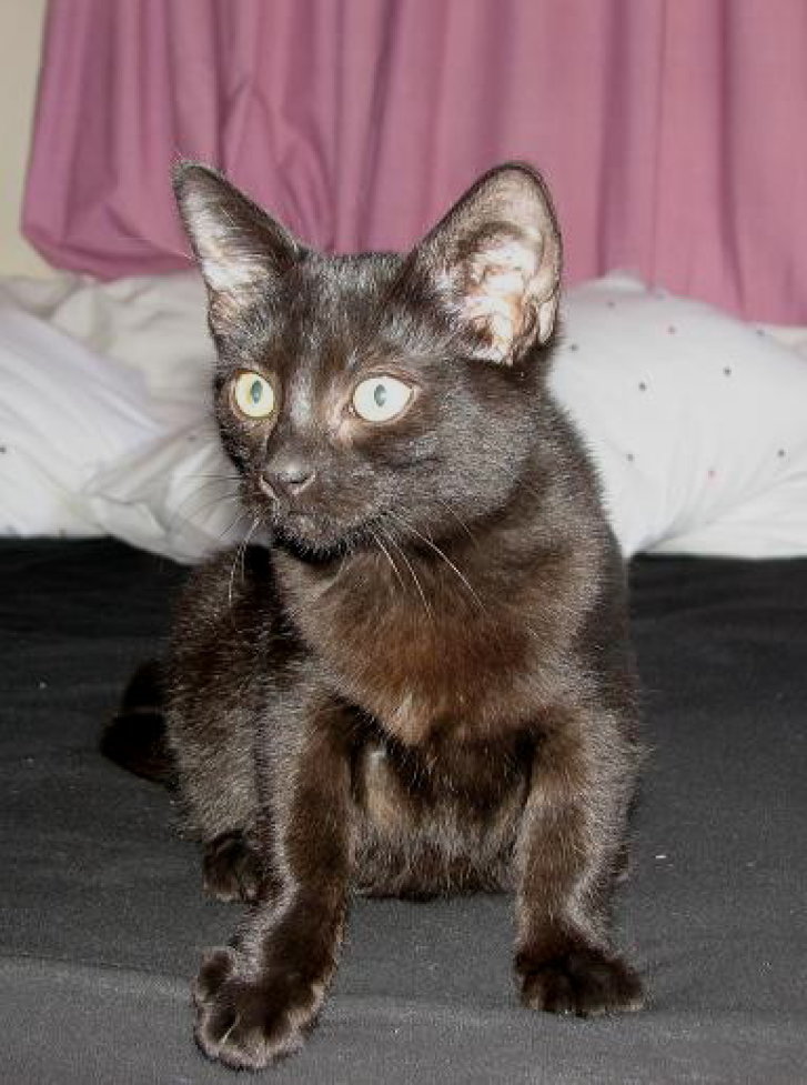 Picture of a cat / kitten / feline