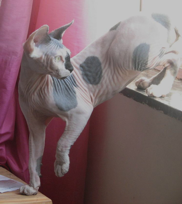 Picture of a cat / kitten / feline