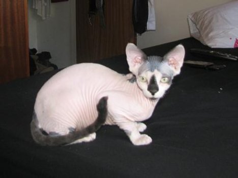 Picture of a cat / kitten / feline