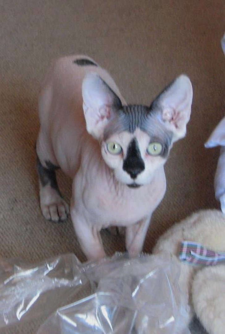 Picture of a cat / kitten / feline