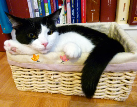 Picture of a cat / kitten / feline