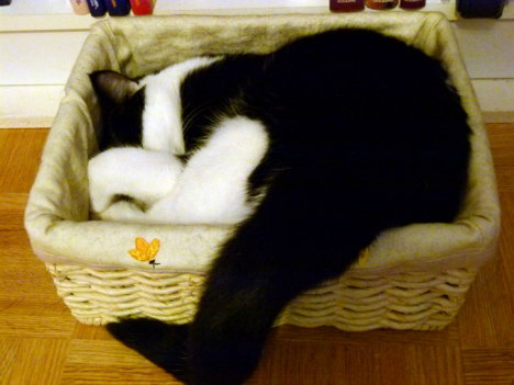 Picture of a cat / kitten / feline