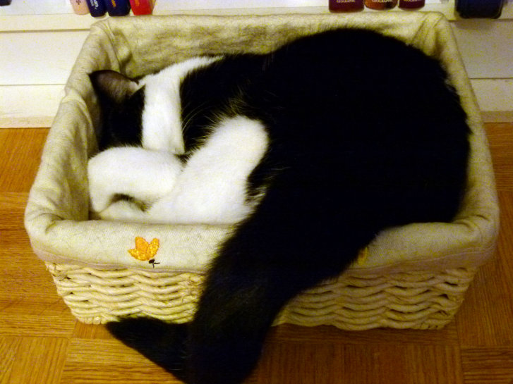 Picture of a cat / kitten / feline