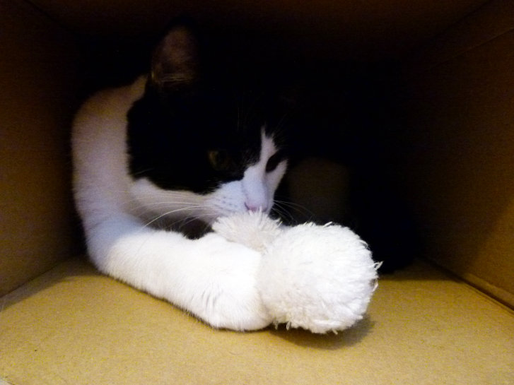 Picture of a cat / kitten / feline